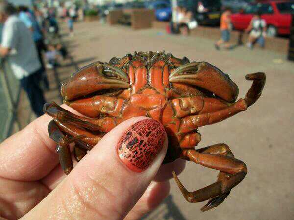 There's a crab in my cupboard