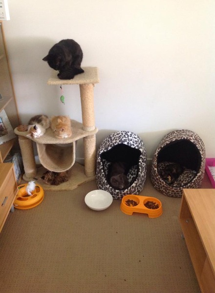 Shall we show off our cats? &#55357&#56832&#55357&#56832&#55357&#56832&#55357&#56832