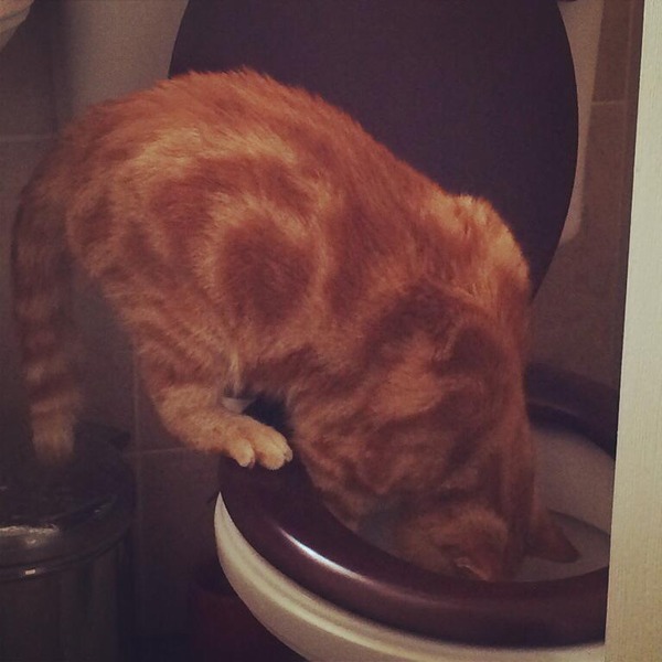 Does my cat need to go to the vet's?