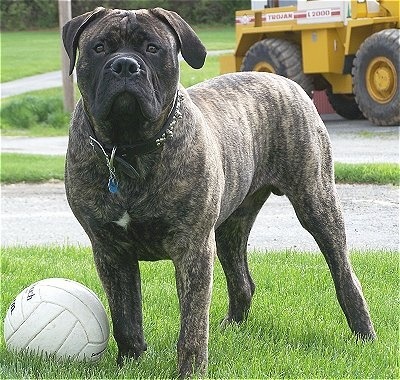 Campsite bans boxers, bull pitts, Alsatians and Rottweilers