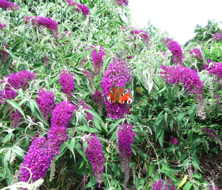 A garden is a lovesome thing, God wot!