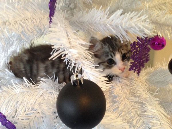 Shall we show off our cats? &#55357&#56832&#55357&#56832&#55357&#56832&#55357&#56832