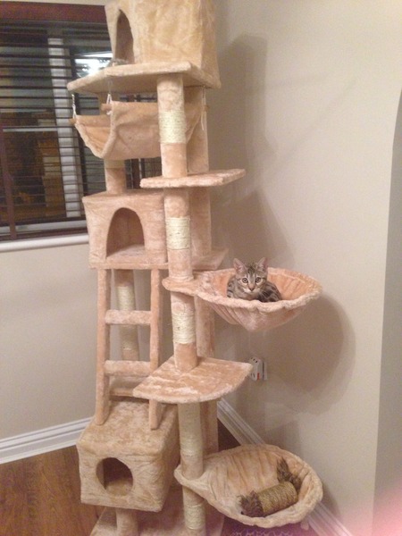 New cat tree on the way for Loki!
