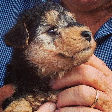 Tell me about Lakeland Terriers please