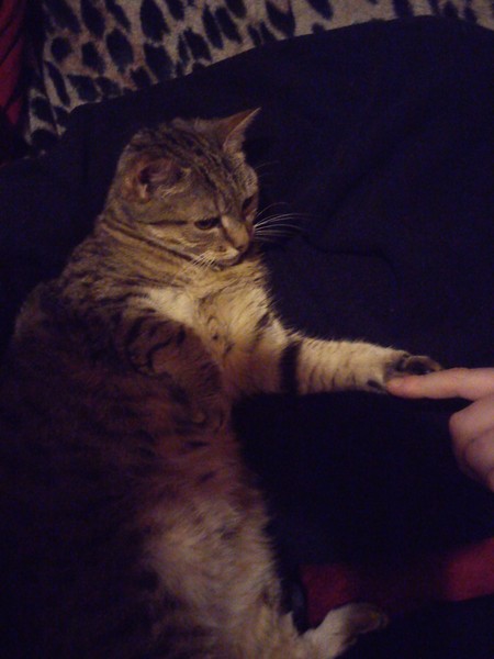 To think that when a cat rolls around and shows its tummy, it wants it tickled?