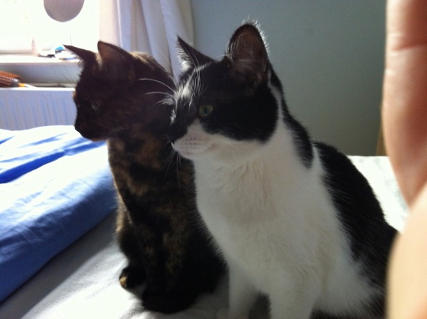 What do we need to know about getting a cat?