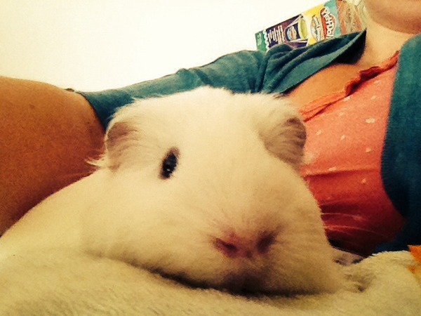 Help re my New Guinea pigs!