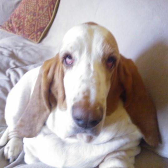 SHOW OFF YOUR DOGS! We can finally post photos here!