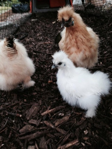 What do you do with your cocks?