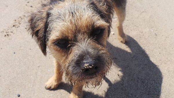 Calling Border Terrier Owners!