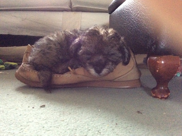 New puppy mummies