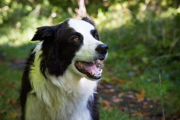 Collies as family dogs?