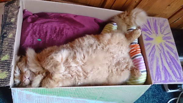 To think that when a cat rolls around and shows its tummy, it wants it tickled?