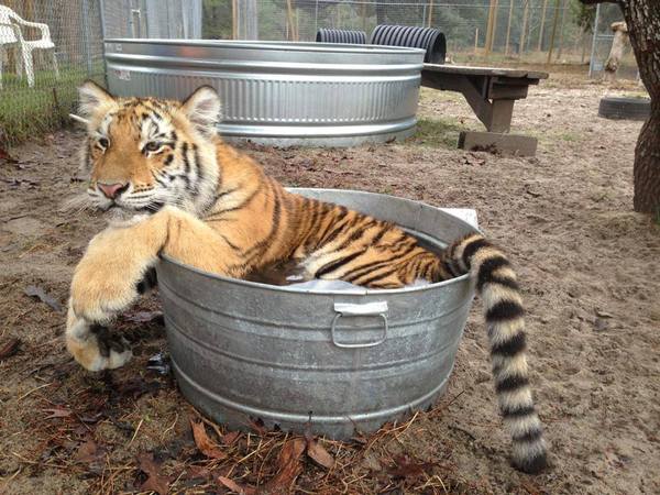 To think that when a cat rolls around and shows its tummy, it wants it tickled?