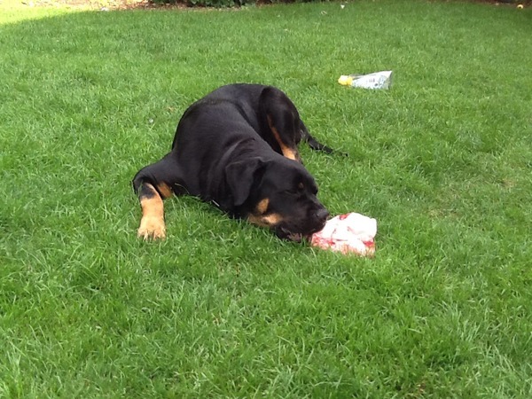 What breed do you have?