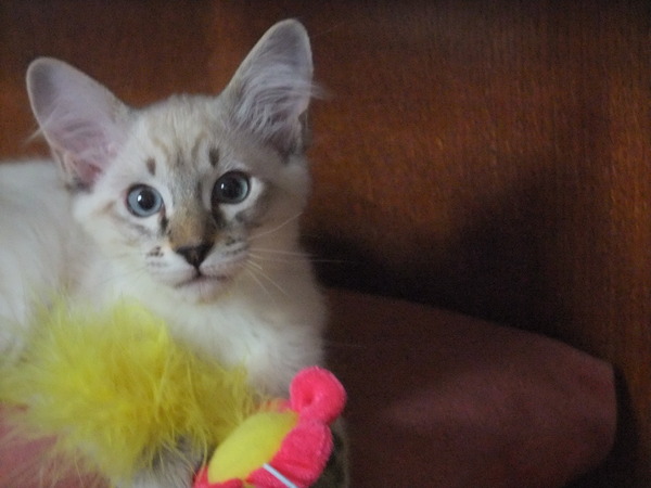 Our kittens are arriving today!