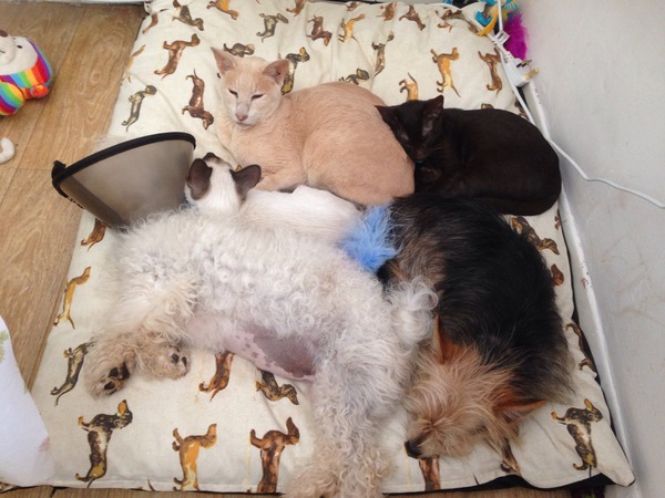 What breed do you have?