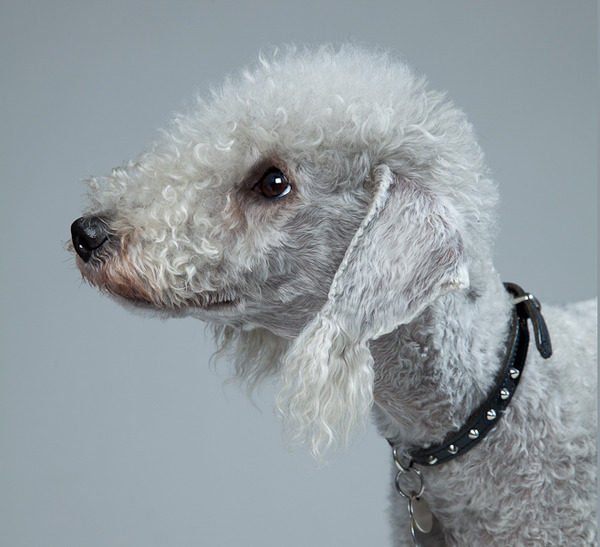 What breed do you have?