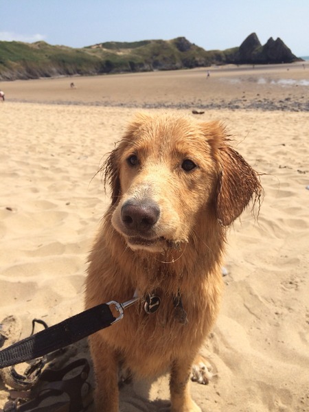 Holidays with dogs - tips please!