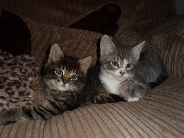 Our rescue babies are here