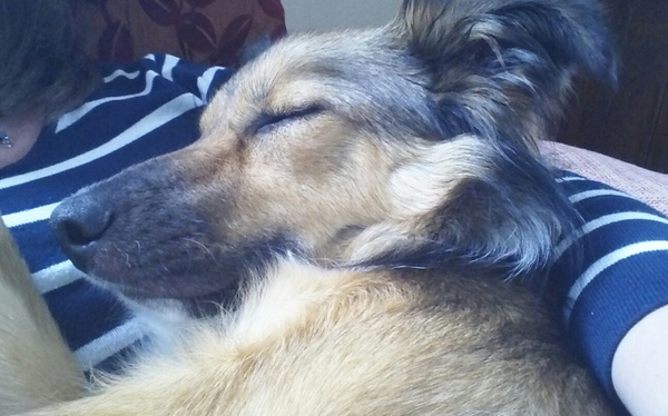 What breed do you have?