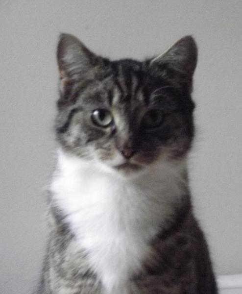 Ahh stop me adopting the entire rescue centre.