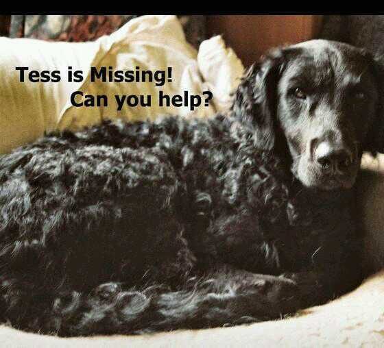 Please help us find missing ~ maybe stolen Guide Dog #TESS [sad]