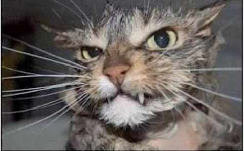 To poke a sleeping cat