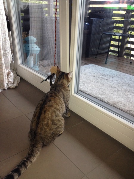 To just lock the door and leave the little shit out all night if he can't follow the house rules?