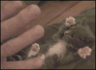 To think that when a cat rolls around and shows its tummy, it wants it tickled?