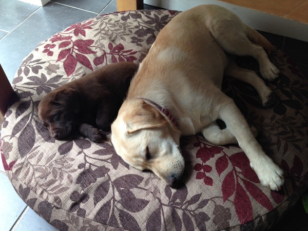 SHOW OFF YOUR DOGS! We can finally post photos here!