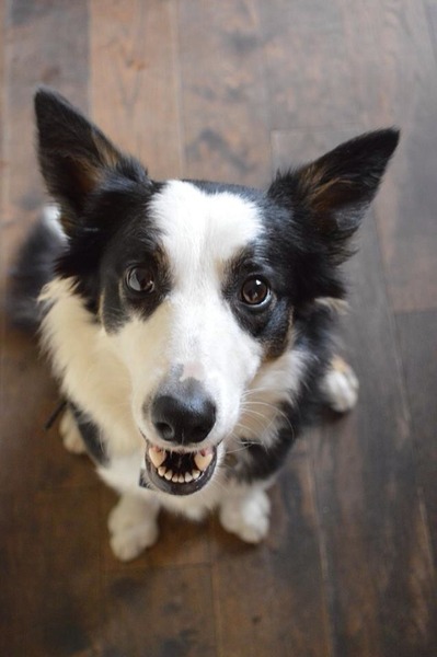 SHOW OFF YOUR DOGS! We can finally post photos here!