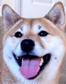 'Smiling' dog