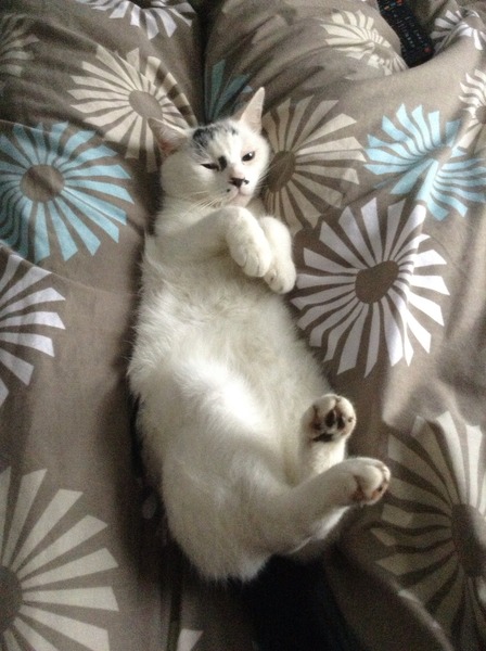 To think that when a cat rolls around and shows its tummy, it wants it tickled?