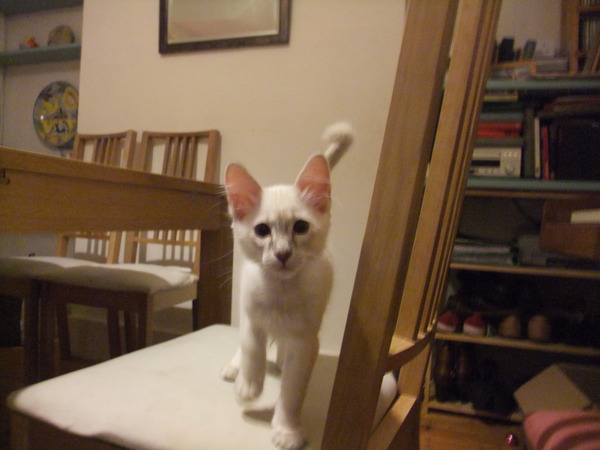 Our kittens are arriving today!
