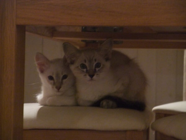 Our kittens are arriving today!