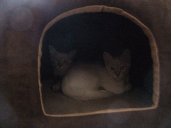 Our kittens are arriving today!