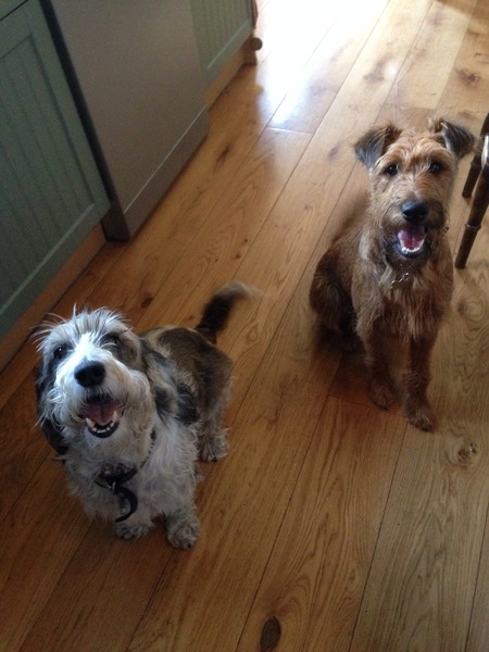 What breed do you have?
