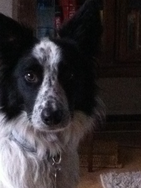 My 7 month old puppy behaved like an ARSE on our walk today