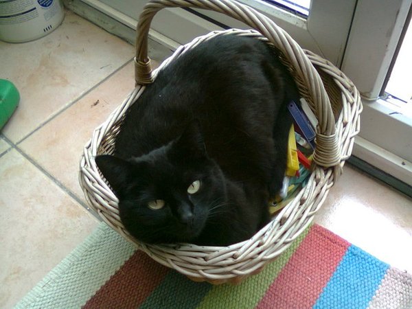 To think that when a cat rolls around and shows its tummy, it wants it tickled?