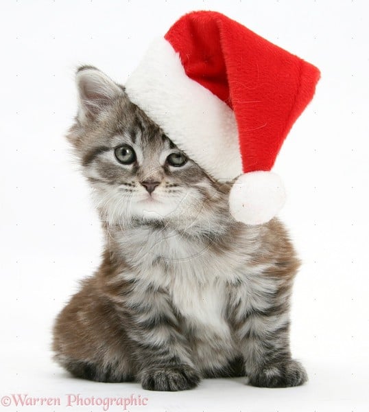 I hate my step kids!