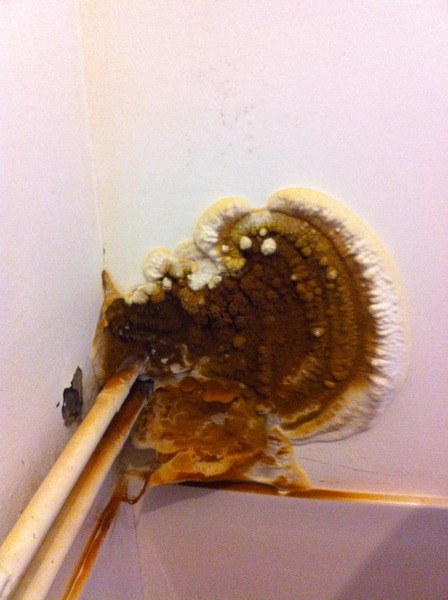 AIBU to want the council to do something about my giant bathroom mushrooms?
