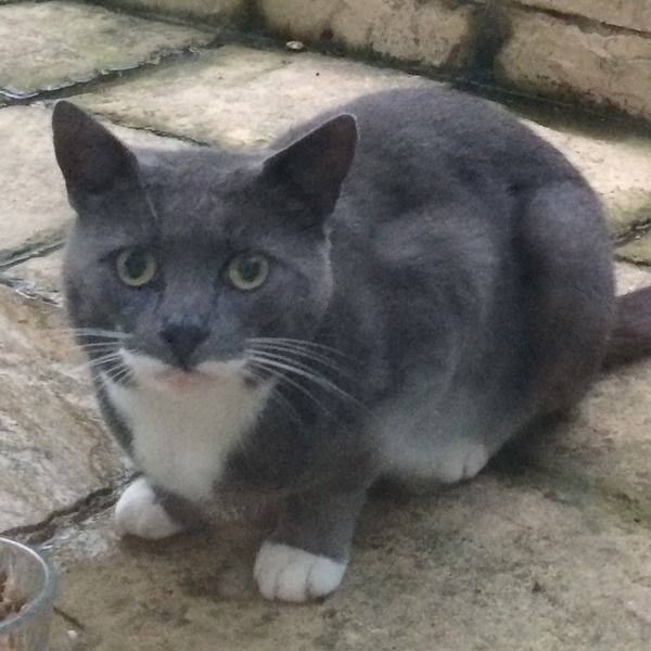 Is this handsome beast yours?
