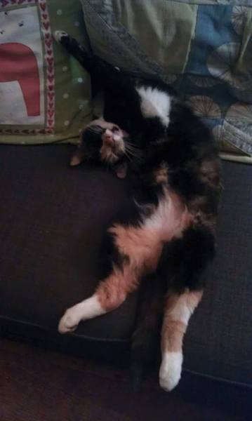 To think that when a cat rolls around and shows its tummy, it wants it tickled?