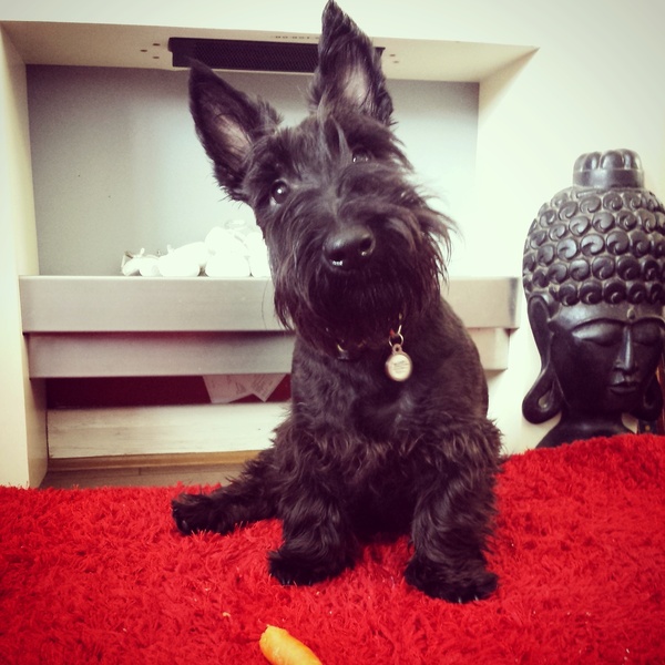 What breed do you have?