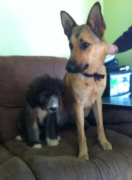 New puppy mummies