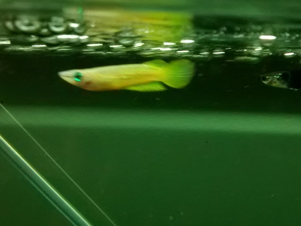 identify this fish for me please!