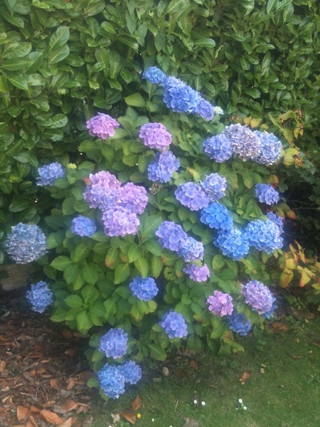 What can I grow in a dry and shady place?
