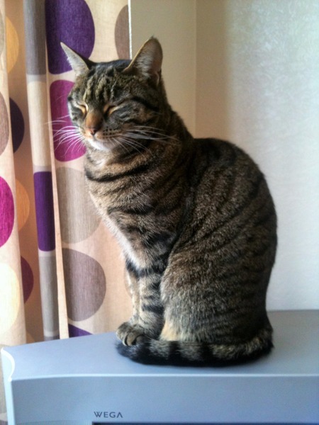What do we need to know about getting a cat?