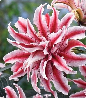 To wonder how a plant can be common?